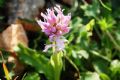 Orchis italica